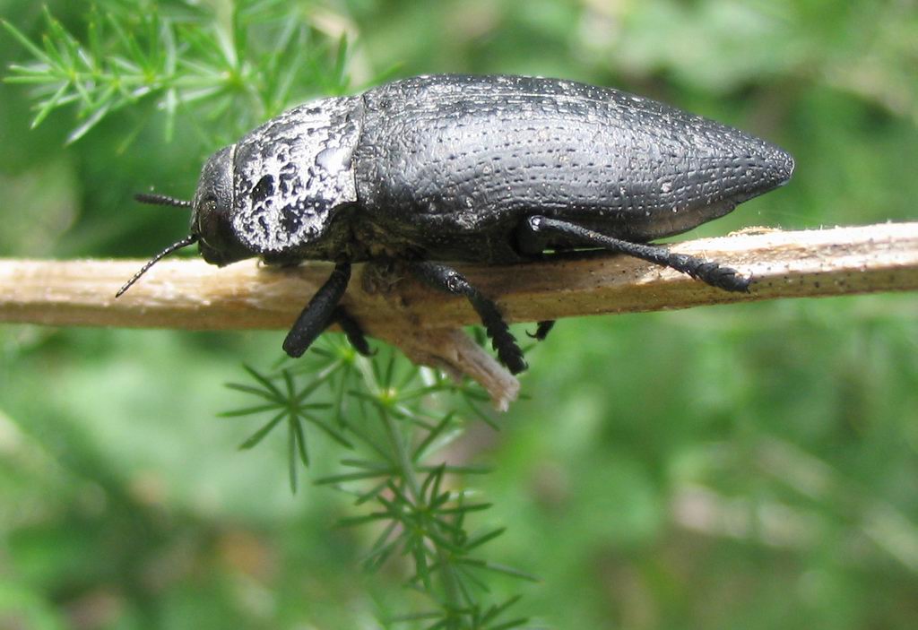 Coleoptera: Capnodis tenebrionis?